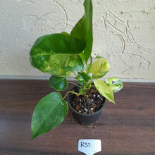Load image into Gallery viewer, #R32 Variegated Philodendron Burle Marx