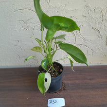 Load image into Gallery viewer, #R32 Variegated Philodendron Burle Marx