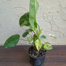 Load image into Gallery viewer, #R32 Variegated Philodendron Burle Marx
