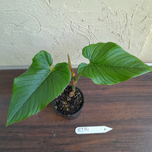 Load image into Gallery viewer, #R214 Philodendron Serpens