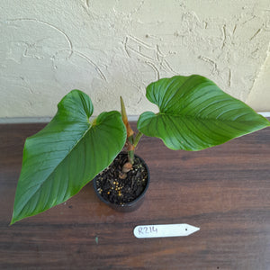 #R214 Philodendron Serpens