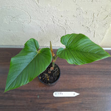Load image into Gallery viewer, #R214 Philodendron Serpens