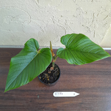 #R214 Philodendron Serpens