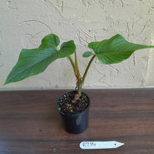 Load image into Gallery viewer, #R214 Philodendron Serpens
