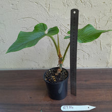 Load image into Gallery viewer, #R214 Philodendron Serpens