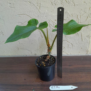 #R214 Philodendron Serpens