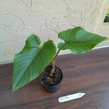 Load image into Gallery viewer, #R214 Philodendron Serpens