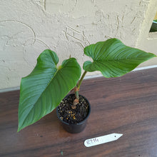 Load image into Gallery viewer, #R214 Philodendron Serpens