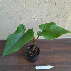 #R214 Philodendron Serpens
