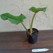 Load image into Gallery viewer, #R214 Philodendron Serpens