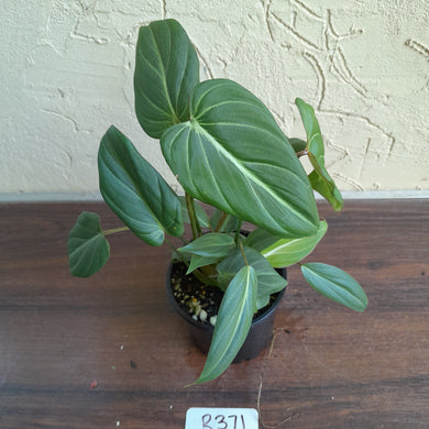 #R371 Philodendron Gloriosum