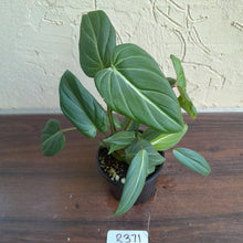 Load image into Gallery viewer, #R371 Philodendron Gloriosum