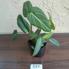 Load image into Gallery viewer, #R371 Philodendron Gloriosum