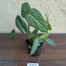 Load image into Gallery viewer, #R371 Philodendron Gloriosum