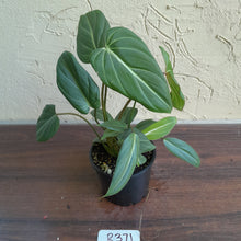 Load image into Gallery viewer, #R371 Philodendron Gloriosum