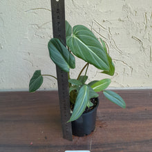 Load image into Gallery viewer, #R371 Philodendron Gloriosum