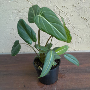 #R371 Philodendron Gloriosum