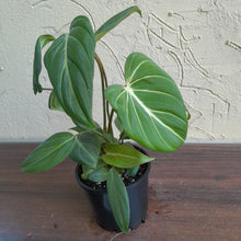 Load image into Gallery viewer, #R371 Philodendron Gloriosum