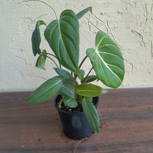 Load image into Gallery viewer, #R371 Philodendron Gloriosum