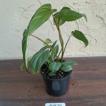 Load image into Gallery viewer, #R371 Philodendron Gloriosum