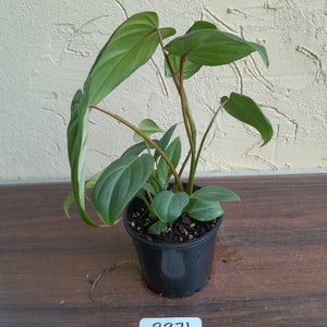 #R371 Philodendron Gloriosum