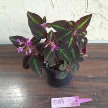 Load image into Gallery viewer, #D119 Sonerila Sp.