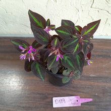 Load image into Gallery viewer, #D119 Sonerila Sp.