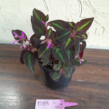 Load image into Gallery viewer, #D119 Sonerila Sp.