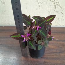 Load image into Gallery viewer, #D119 Sonerila Sp.