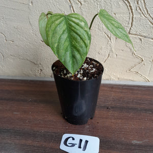 #G11 Philodendron Sodiroi