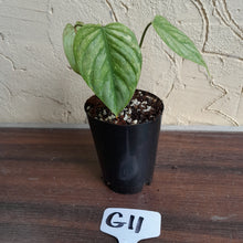 Load image into Gallery viewer, #G11 Philodendron Sodiroi