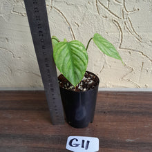 Load image into Gallery viewer, #G11 Philodendron Sodiroi