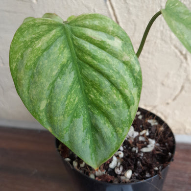 #G11 Philodendron Sodiroi