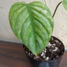 Load image into Gallery viewer, #G11 Philodendron Sodiroi