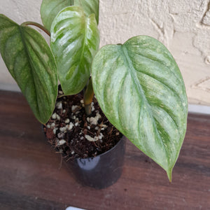 #G11 Philodendron Sodiroi