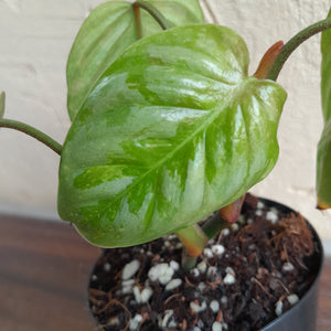 #G11 Philodendron Sodiroi