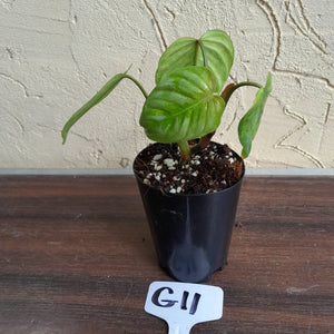 #G11 Philodendron Sodiroi
