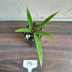 #P5 Anthurium Bakeri