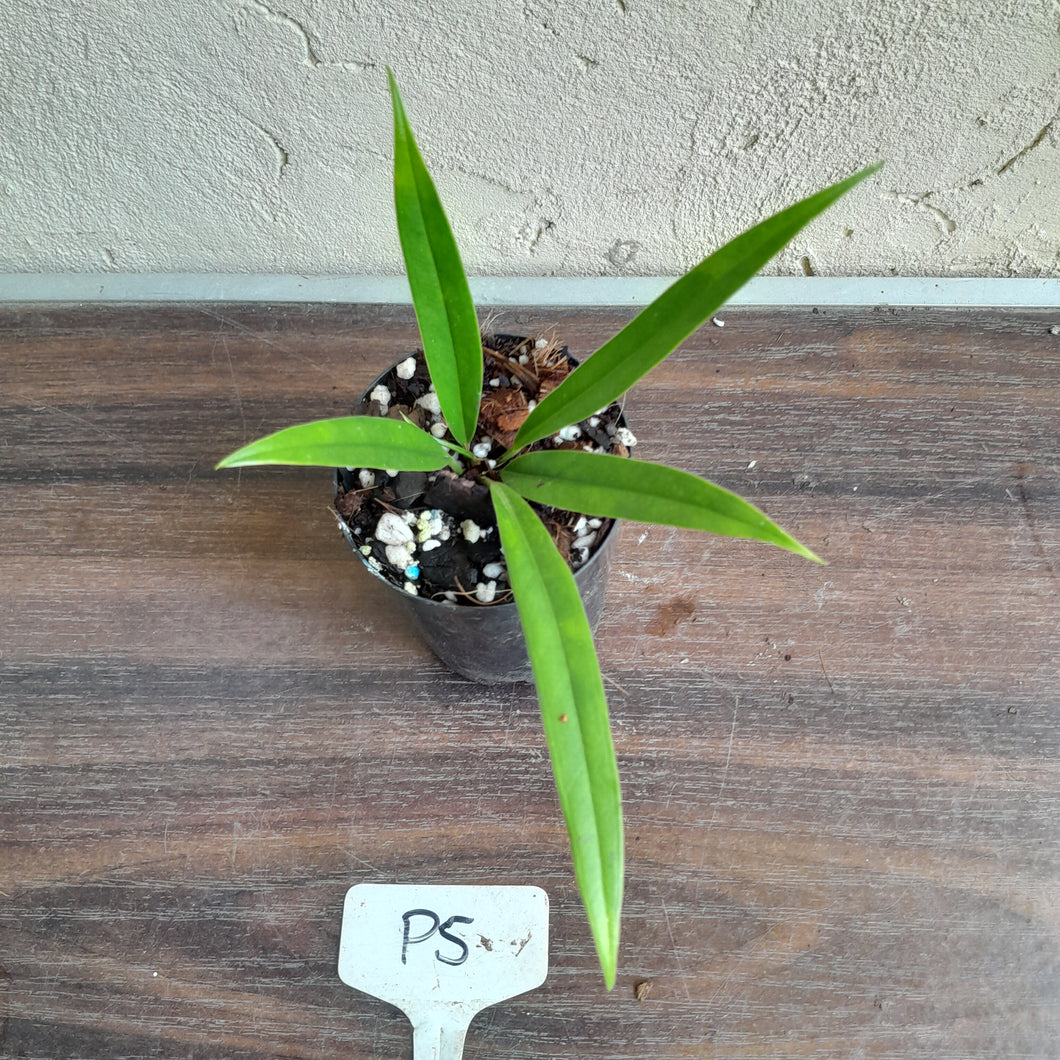 #P5 Anthurium Bakeri
