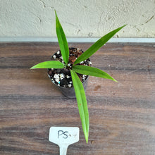 Load image into Gallery viewer, #P5 Anthurium Bakeri