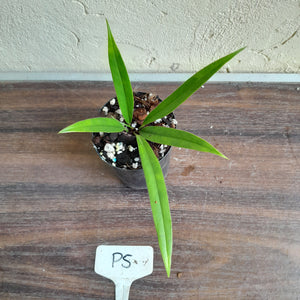 #P5 Anthurium Bakeri