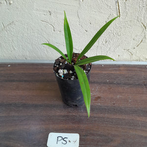#P5 Anthurium Bakeri