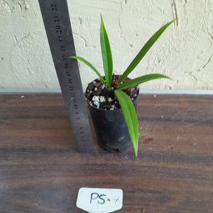 #P5 Anthurium Bakeri