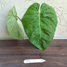 Load image into Gallery viewer, #M91 Philodendron Majestic