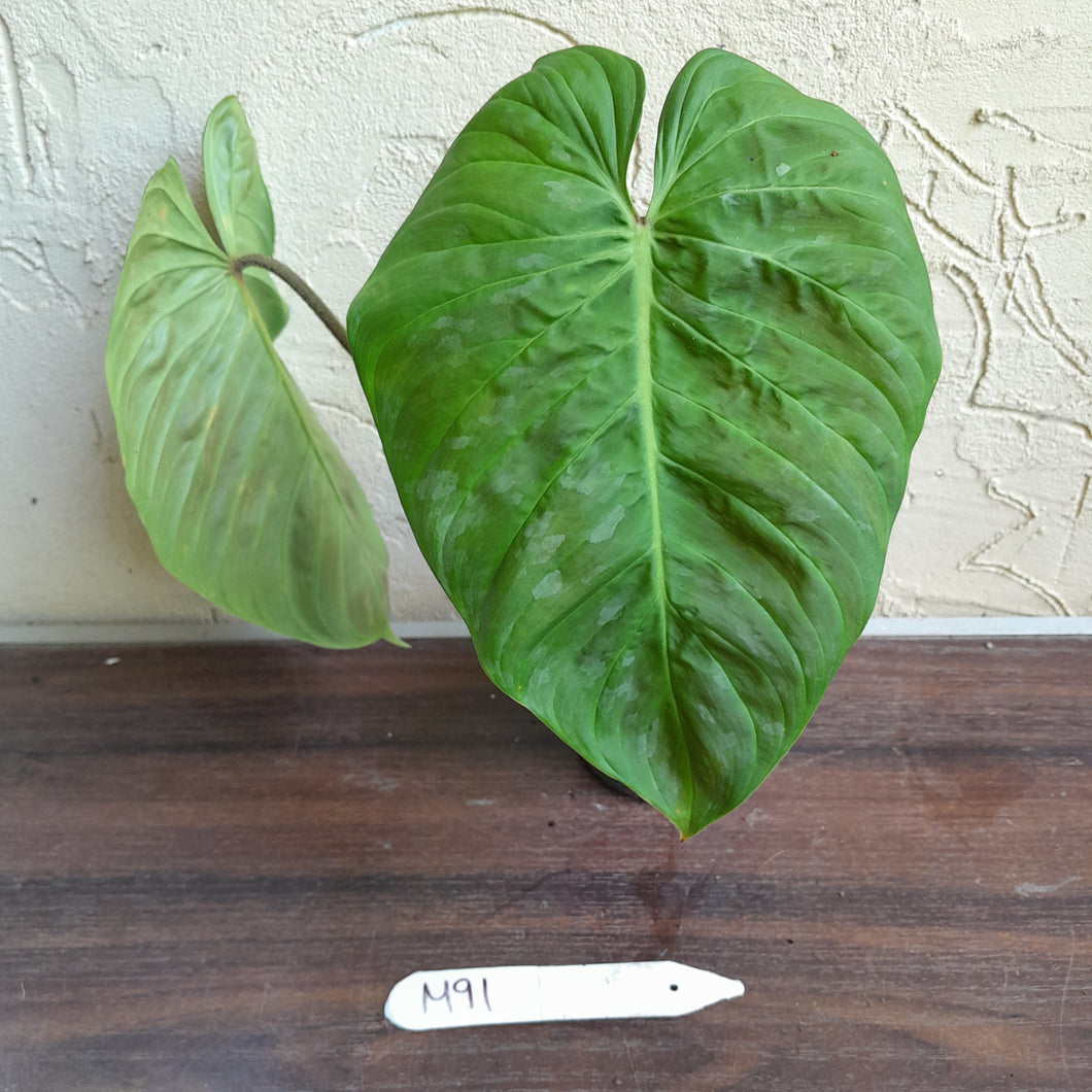 #M91 Philodendron Majestic
