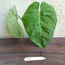 Load image into Gallery viewer, #M91 Philodendron Majestic