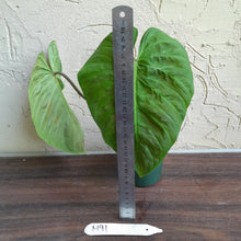 Load image into Gallery viewer, #M91 Philodendron Majestic
