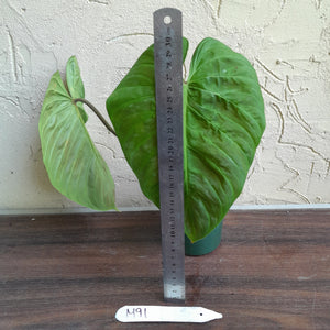 #M91 Philodendron Majestic