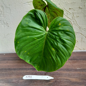 #M91 Philodendron Majestic
