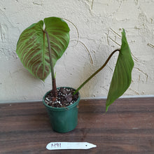 Load image into Gallery viewer, #M91 Philodendron Majestic